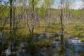 046_Biebrza - maj 2013